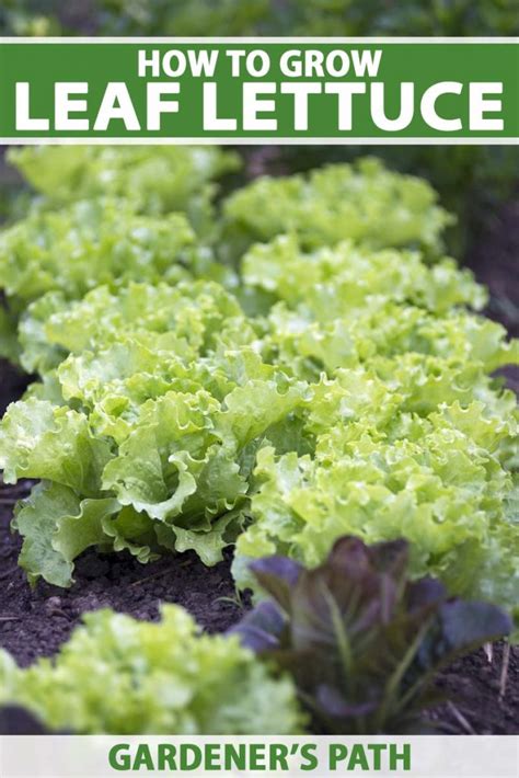 How To Plant And Grow Leaf Lettuce Gardeners Path