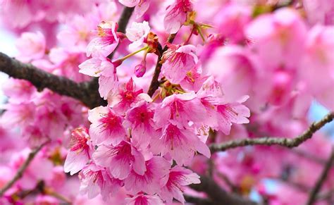 Gambar wallpaper hitam background warna hitam putih wallpaper keren; Paling Keren 17+ Wallpaper Bunga Sakura Tumblr - Gambar Bunga HD