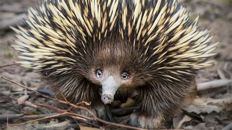 Mythology Mondays: Echidna – A Wandering Eyre