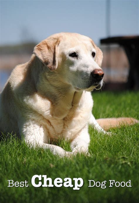 Check spelling or type a new query. Best Cheap Dog Food - Healthy, Natural, Organic & Grain ...