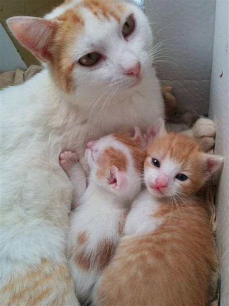 Mother And Kittens Pretty Cats Cute Cats And Kittens Kittens