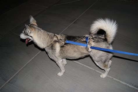 Written by jim wright last updated march 25, 2020. Stop Leash Pulling my Dog - Neat-Pets ( Dogs & Cats )