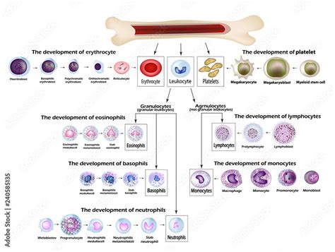 Blood Cells Erythrocyte Development Red Blood Cells Leukocytes