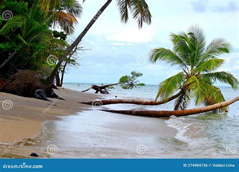 Curved Coconut Trees Over The Sea Water Boipeba Island Bahia Brazil