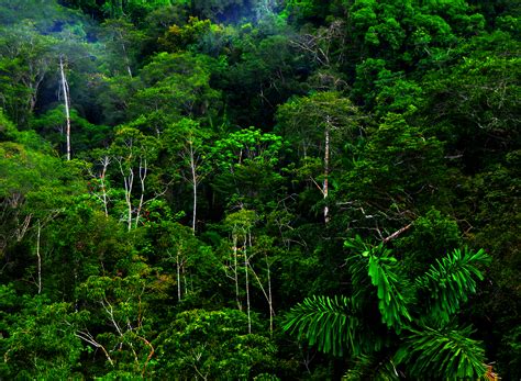 Tropical rainforests are the most productive ecosystems on earth, meaning that they convert the most energy into biomass through photosynthesis. tropical rainforest: tropical rainforest | Glogster EDU ...