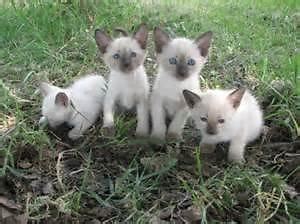 We have two of the most beautiful siamese kittens, brothers, neutered, chipped etc for sale. REDUCED--Adorable Siamese Kittens for Sale in Ashtabula ...