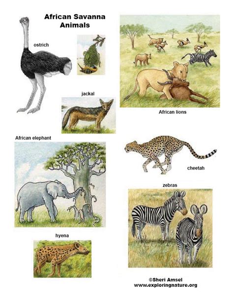 African Veldt And Savanna