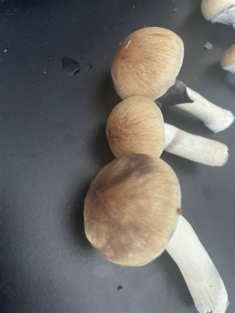 Idconfirming Psilocybe Cubensis Mushroom Hunting And Identification