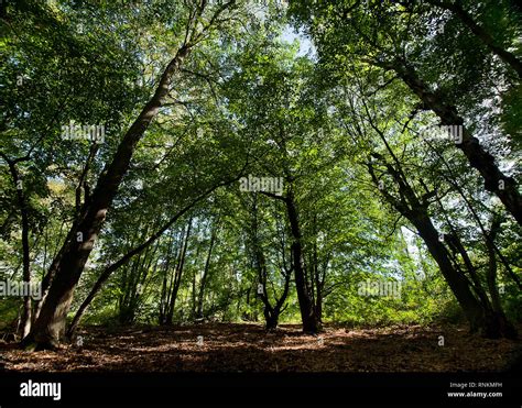 Low Angle Shot Of Trees In A Forest With Green Foliage Undergrowth In