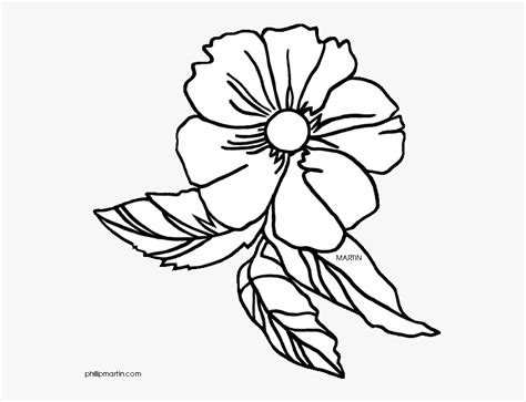 Arkansas designated the apple blossom as the official state flower in 1901. 28 Collection Of Cherokee Rose Drawing - Georgia State ...