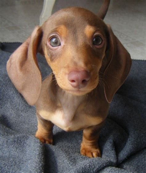 Not accurately, but it can be a fun way to guess, says endura flap. Dachshund puppy. I just died of cuteness overload. | Baby ...