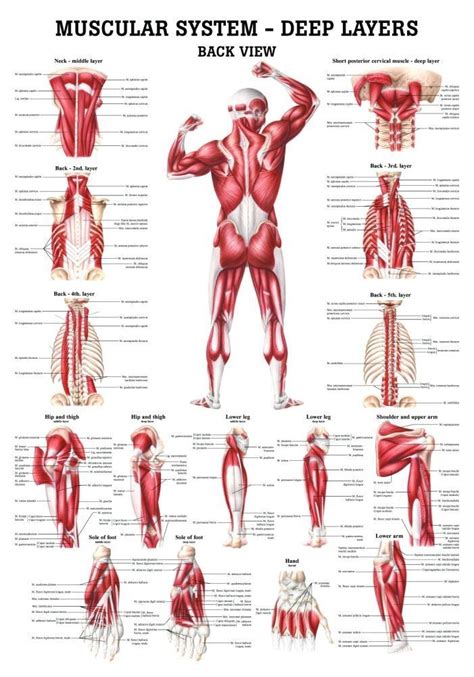 The Muscular System Deep Layers Back Laminated Anatomy Chart