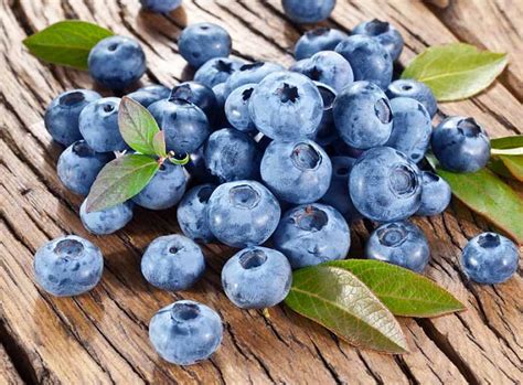 Buy any 3 fruit or berry plants & save 20%. Vaccinium corymbosum 'Bluecrop' (Highbush Blueberry)