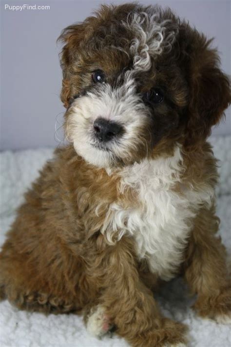 We have young children who help. Amazing double doodle pup | Double doodle puppies, Doodle ...