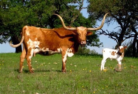 Texas Longhorn Moonbeam With New Calf Ᏸɛçƙƴ Longhorn Cattle Farm