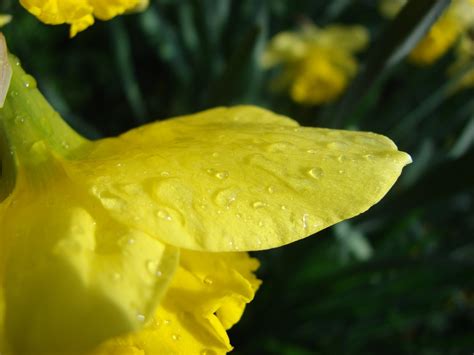 Daffodil Petal With Water Droplets Free Photo Download Freeimages