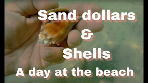 Sand Dollars And Shells Youtube