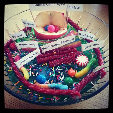 Cell membrane the cell membrane holds the cell together and allows nutrients into the cell. Model of a cell in Jello with candy, 2013