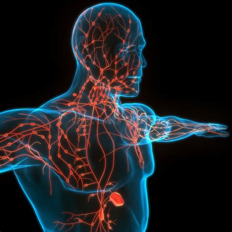 Human Body Internal System Lymph Nodes Anatomy Stock Illustration