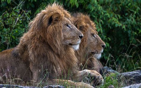 Endangered Species Act Protections Set For 2 Groups Of Africas Lions
