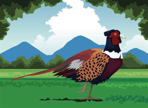 Wild Pheasant Cartoons Illustrations Royalty Free Vector Graphics