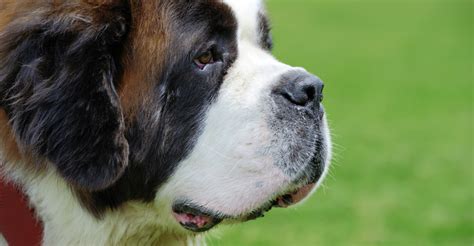 These dog brushes have metal pins with small rounded tips that cover the sharp ends. Long-Haired Dogs: Top Breeds and Grooming Needs | Petfinder
