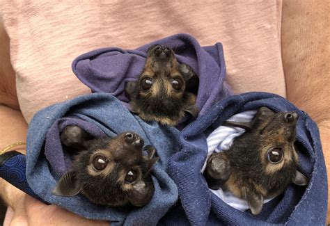 Adopt Spectacled Flying Fox Pups Tolga Bat Hospital Australia