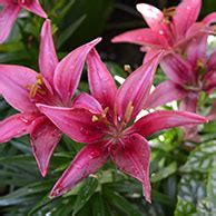 Since 1972, cactus flower has been serving the metro phoenix area with the most beautiful floral des. Tropical plants | City of Vancouver