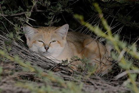 Sand Cats Resting In Bird Nests Built In Tall Acacia Trees Maghrebornitho