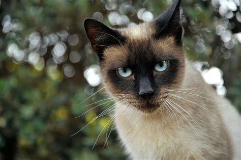 You may try to manage your condition with home remedies. Coronavirus in cats: What are the symptoms of COVID-19 in ...