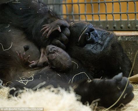 Chicago Lincoln Park Zoo Baby Gorilla Dies Of Fractured Skull Days