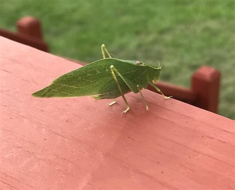 This Bug In My Backyard That Looks Like A Leaf Mildlyinteresting
