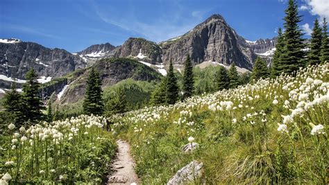 Meadow Mountain Nature Path And Flowers Under Blue Sky Hd Nature