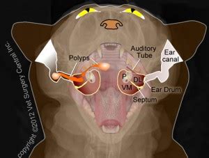 Chronic Nasal Disease - Snuffing Out The Snuffles, Part II
