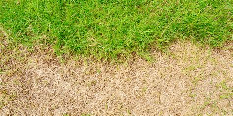 When Does Bermuda Grass Go Dormant
