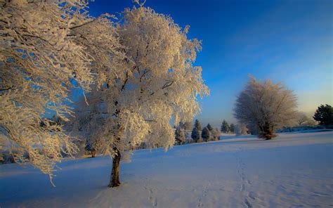 Wallpaper Sunlight Trees Landscape Nature Reflection Sky Snow