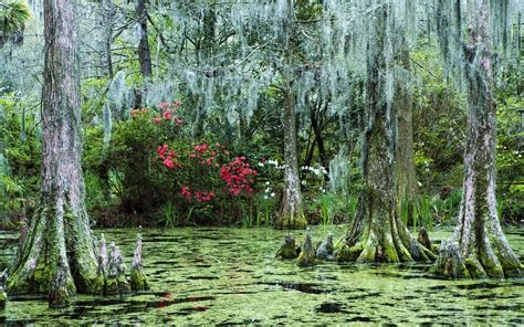 Swamp L Wallpaper Free Nature Swamps And Marshes Pinterest Nature