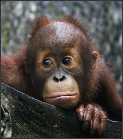 Baby Orangutan Baby Orangutan Orangutan Cute Little Animals