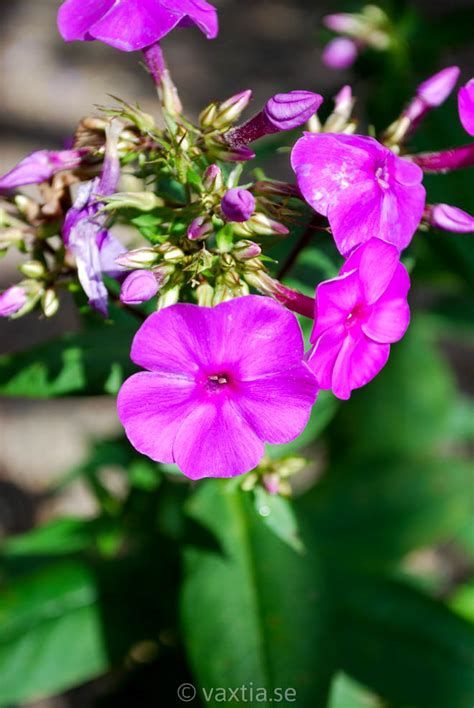 Wide flowers respond to differing light conditions and open violet blue at dawn, develop a purple hue during the. Växtia » Phlox paniculata 'Purple Flame'