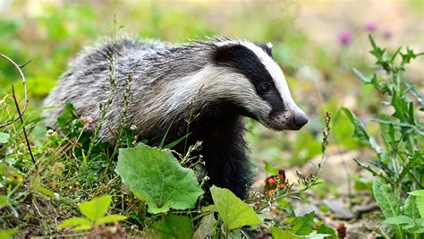 Limited Badger Cull To Tackle Bovine Tb In Northern Ireland Farmers