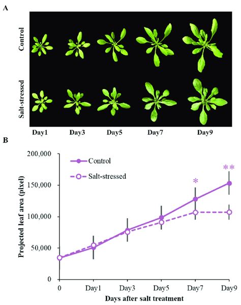 A RGB Images Of Arabidopsis In Control And Salt Stress Treatment At