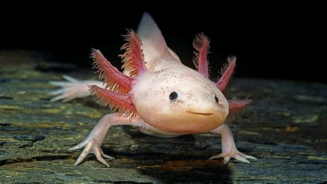 Is An Axolotl A Fish Or An Amphibian Axolotl Axolotl Cute Axolotl Pet Images And Photos Finder