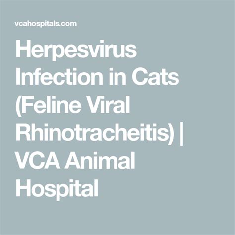 Herpesvirus Infection In Cats Feline Viral Rhinotracheitis Vca
