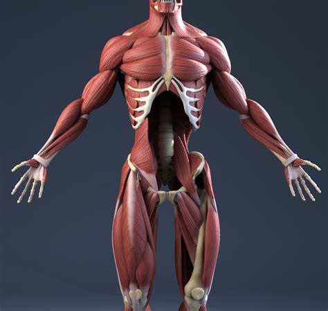 Male Anatomy Muscles Skeleton 3d Model