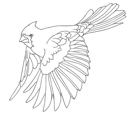 Cardinal Coloring Picture