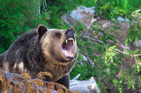 Grizzly Bear Kills Mountain Biker Near Glacier National