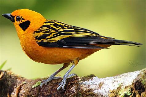 One Of The Most Beautiful Tanagers I Have Seen So Far What Is Your