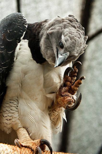 Amazing A Harpy Eagle Waving A Large Talon It Is The Largest And Most