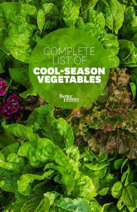 11 Best Cold Season Vegetables To Grow In Spring Or Fall Fall Garden