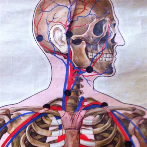 Anatomical wall charts and posters from 3b scientific® are ideal for teaching human anatomy, patient education and medical studies! Medical chart found today (With images) | Sketches, Art ...